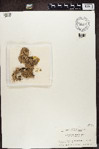 Baeomyces rufus image