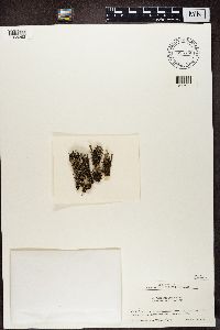 Cladonia grayi image