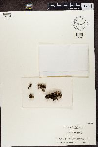 Cladonia subcariosa image