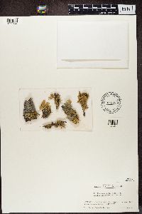 Ramalina roesleri image