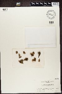 Ramalina roesleri image