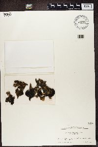 Sticta fuliginosa image