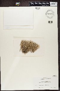 Cladonia rangiferina image