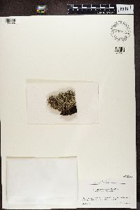 Cladonia crispata image