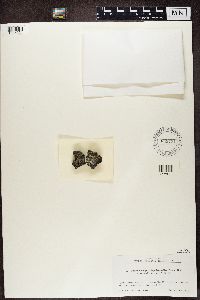 thumbnail image of current specimen