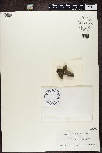 Ionaspis lacustris image