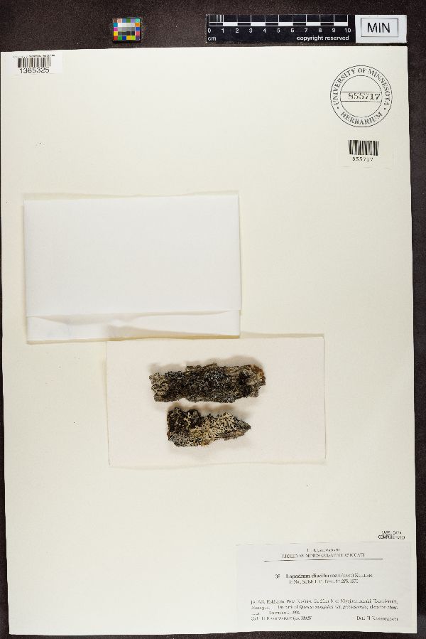 Lopadium disciforme image