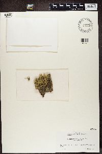 Ramalina roesleri image