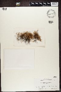 Alectoria nigricans image