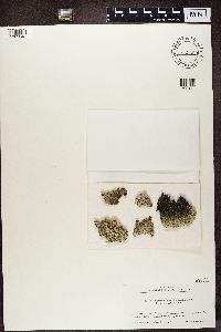 Arctoparmelia centrifuga image