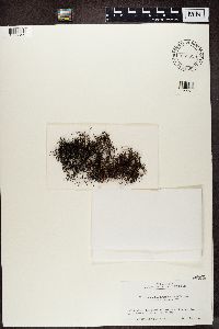 Coelocaulon divergens image