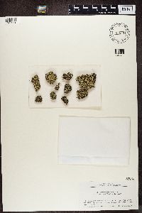 Cladonia robbinsii image