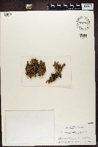 Media resource of Hypogymnia hypotrypa