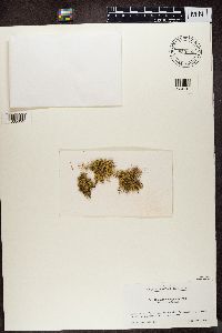 Ramalina almquistii image