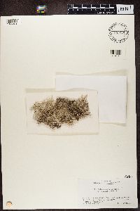 Cladonia rangiferina image