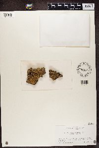 Flavopunctelia soredica image