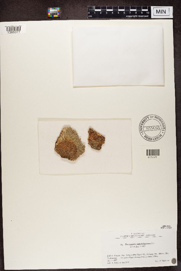 Pertusaria subobductans image