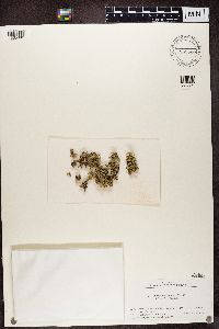 Ramalina yasudae image