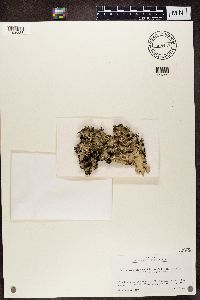 Cetrelia chicitae image