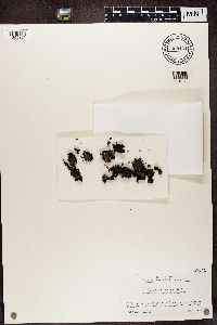 Collema leptaleum image