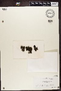 Collema subflaccidum image