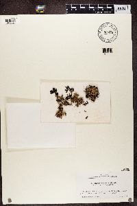 Hypogymnia vittata image