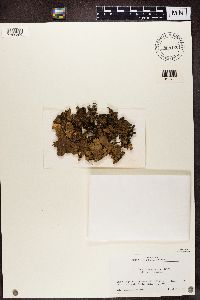 Lobaria retigera image