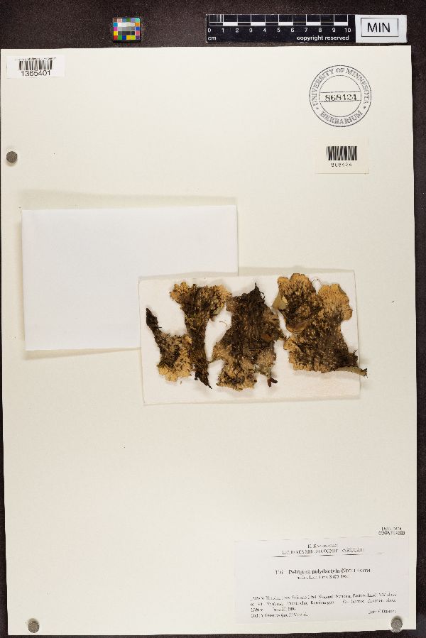 Peltigera polydactyla image