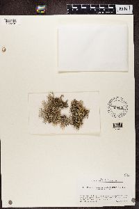 Pseudevernia consocians image