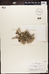 Pseudevernia consocians image