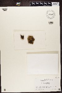 Ramalina almquistii image