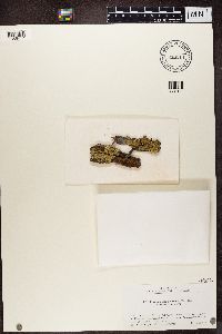 Flavopunctelia soredica image