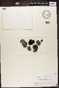 Lasallia pensylvanica image