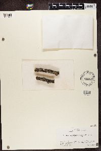 Media resource of Myelochroa hayachinensis