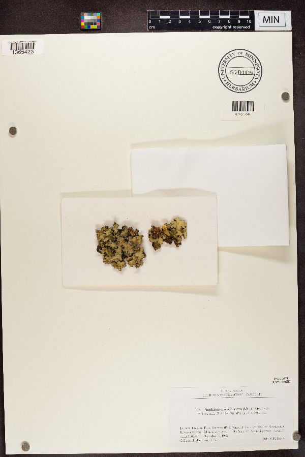 Nephromopsis ornata image