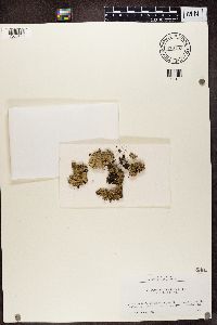 Punctelia subflava image