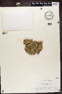 Flavoparmelia caperata image