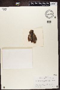 Carbonicola anthracophila image