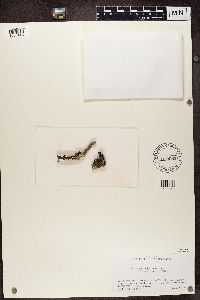 Hypotrachyna sinuosa image