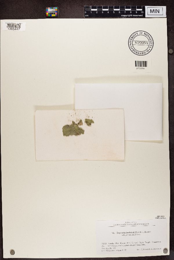 Botryolepraria lesdainii image