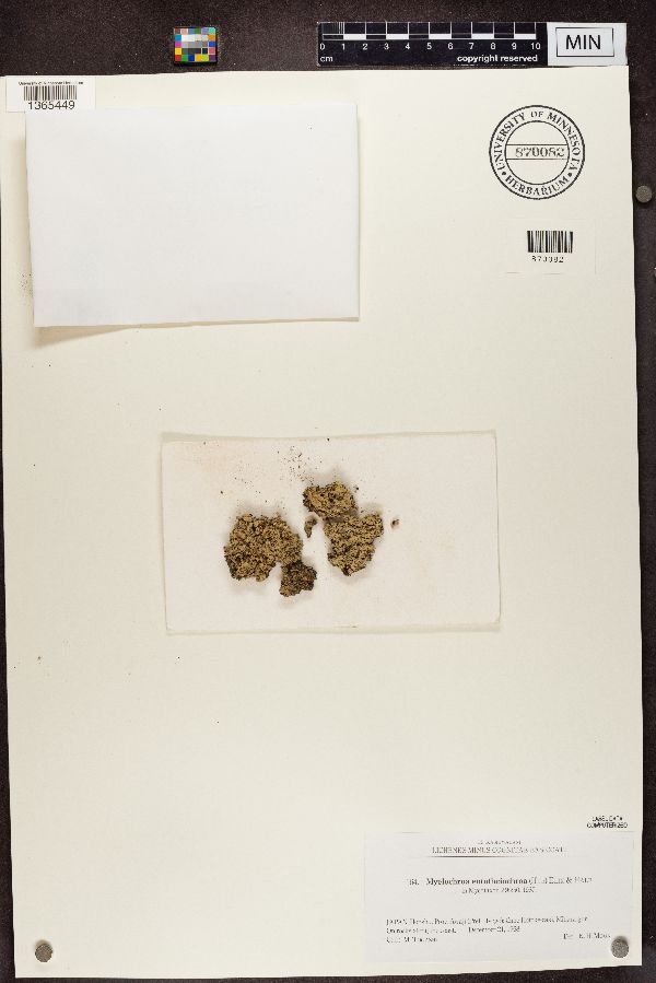 Myelochroa entotheiochroa image