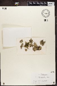 Myelochroa irrugans image