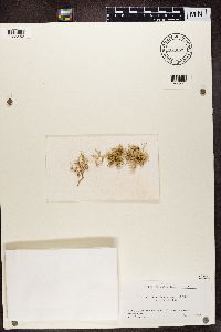 Ramalina farinacea image