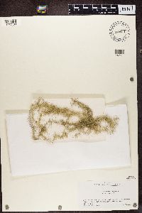 Usnea longissima image