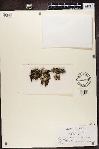 Hypogymnia imshaugii image