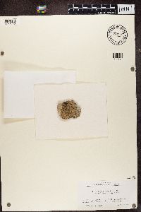 Thumbnail image of current specimen
