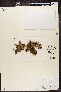 Nephroma resupinatum image
