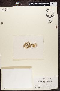 Ramalina pollinaria image