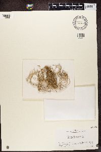 Roccella decipiens image