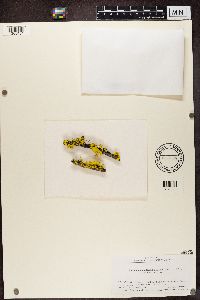 Vulpicida canadensis image